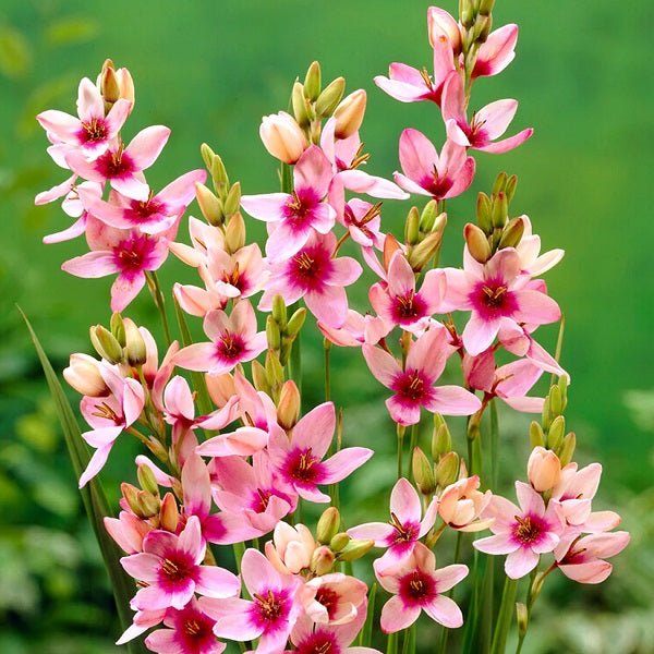 Ixia Giant (Pink) - Bulbs