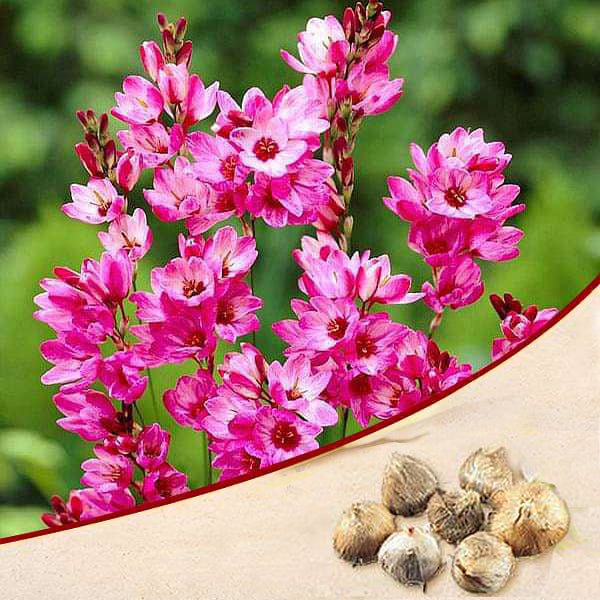 ixia panorama (pink) - bulbs (set of 5)