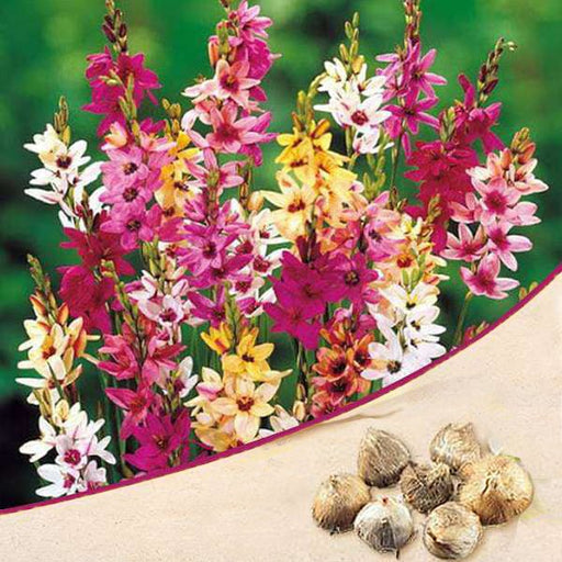 ixia (random color) - bulbs (set of 5)