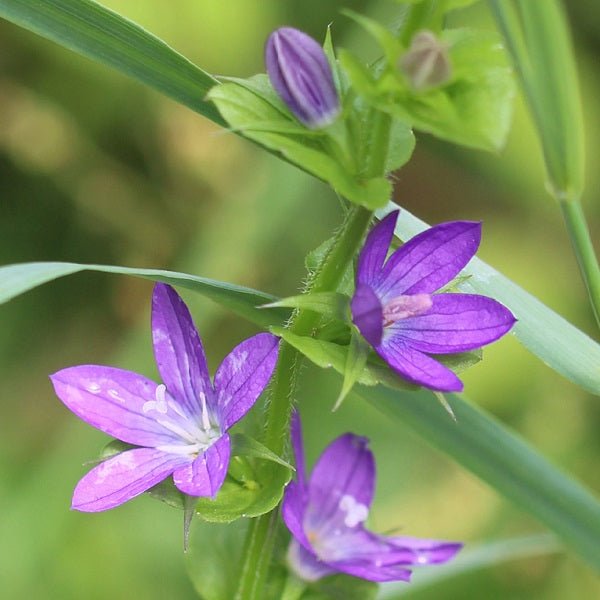 Ixia Venus (Purple) - Bulbs