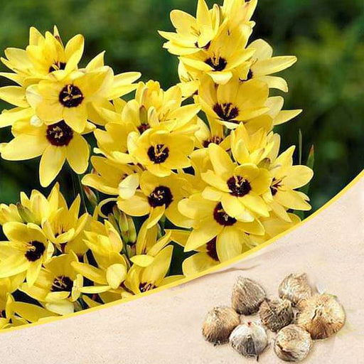 ixia yellow emperor - bulbs (set of 5)