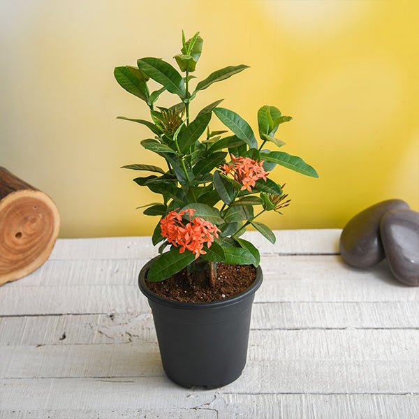 ixora (any color) - plant