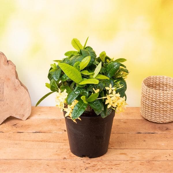 ixora dwarf (yellow) - plant