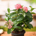 ixora long - plant