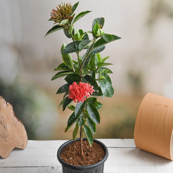 ixora long - plant