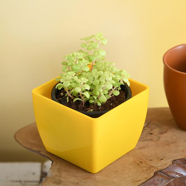 japanese golden ogon sedum - plant