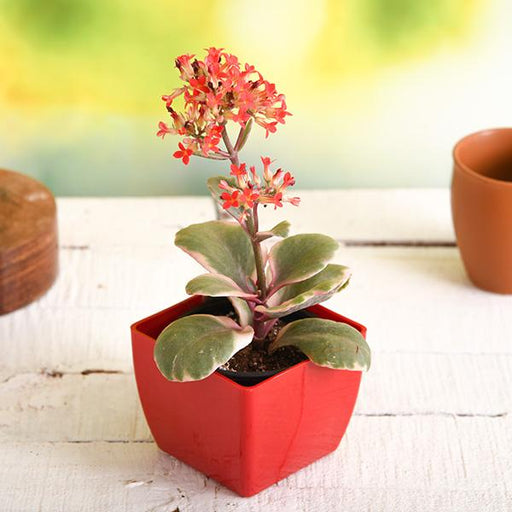 kalanchoe blossfeldiana (variegated tricolor) - plant