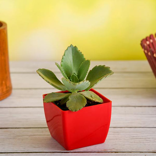 kalanchoe daigremontiana - plant