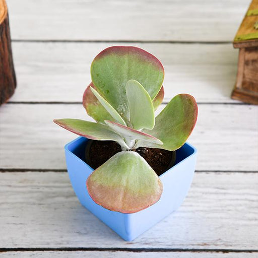 kalanchoe flapjack - plant