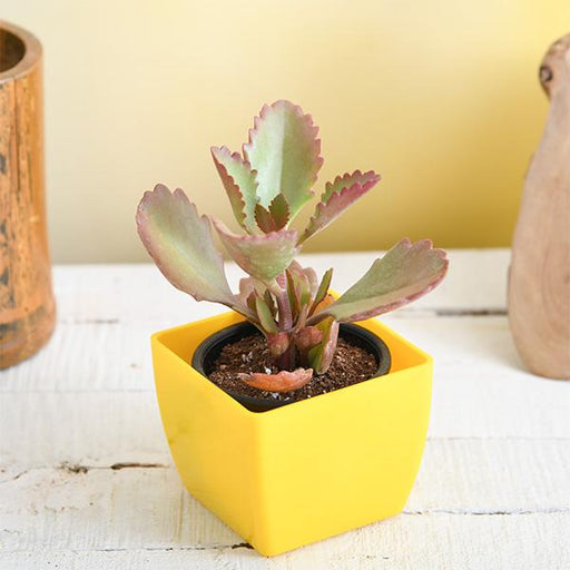 kalanchoe longiflora - plant