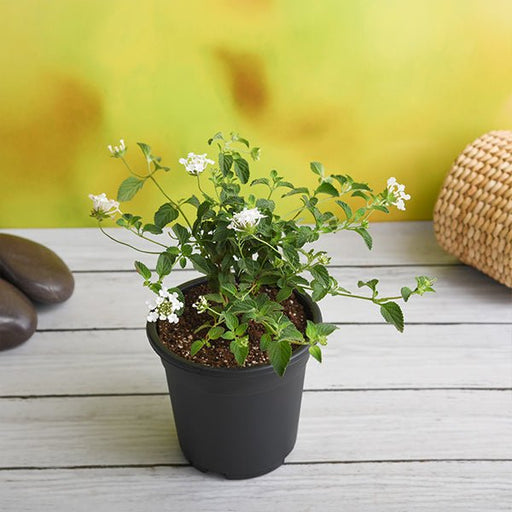 lantana camara (white) - plant