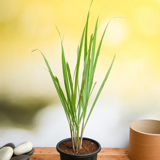 lemon grass - plant