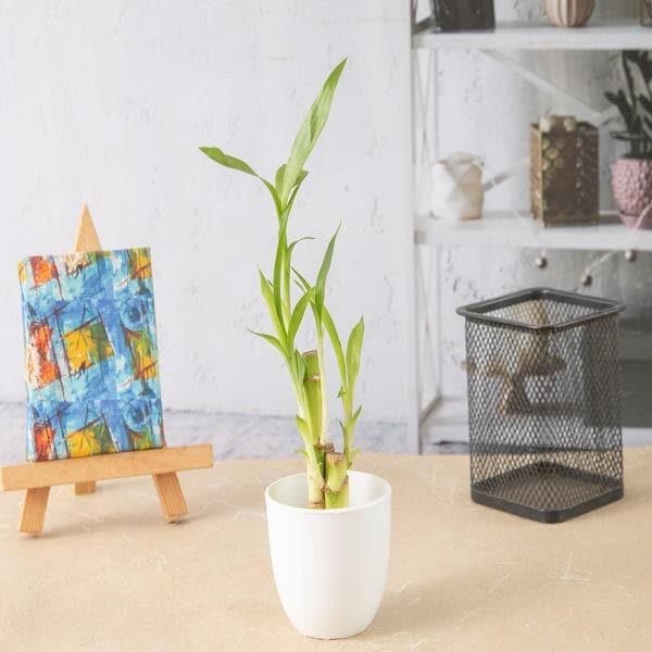 lucky bamboo sticks in a plastic pot - corporate gift (set of 30)