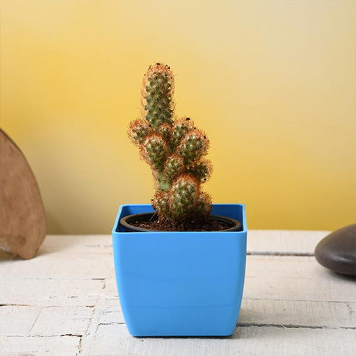 mammilaria elongata - plant