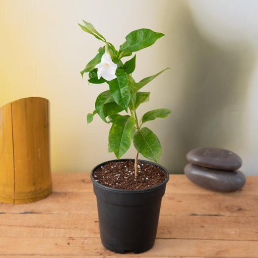 mandevilla (white) - plant