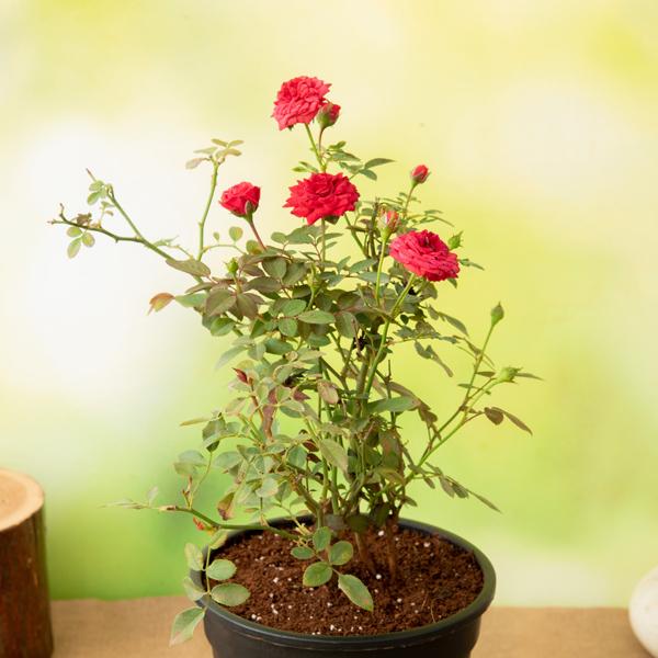 miniature rose - plant