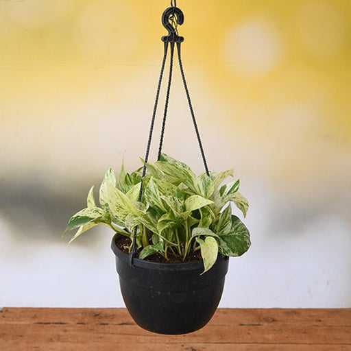 money plant marble queen (hanging basket) - plant