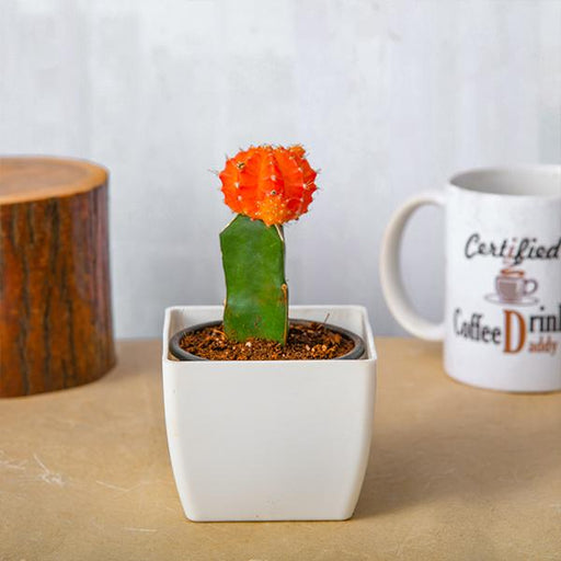 moon cactus (grafted - plant