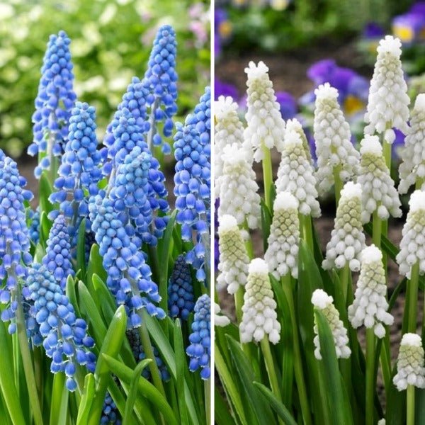 muscari - (20 bulbs pack)