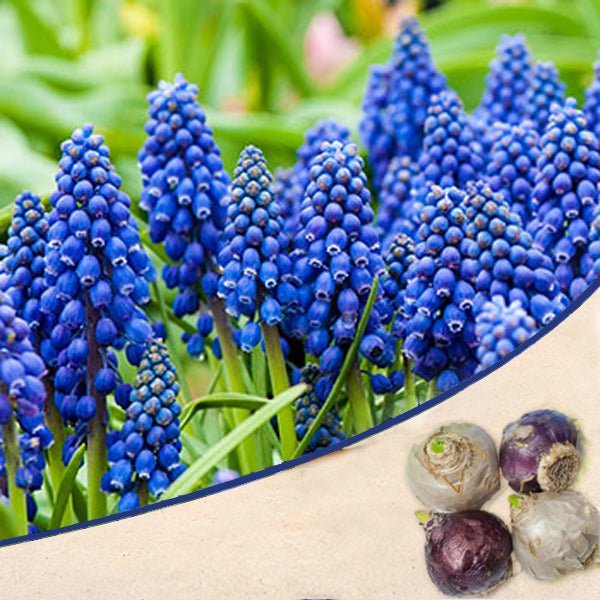 muscari - bulbs (set of 5)