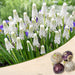 muscari - bulbs (set of 5)