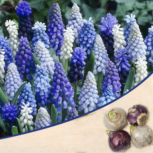 muscari - bulbs (set of 5)