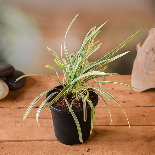 ophiopogon jaburan variegated - plant