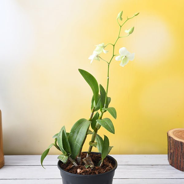 orchid plant - plant