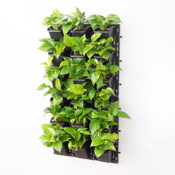 oxygen enriching indoor vertical garden 