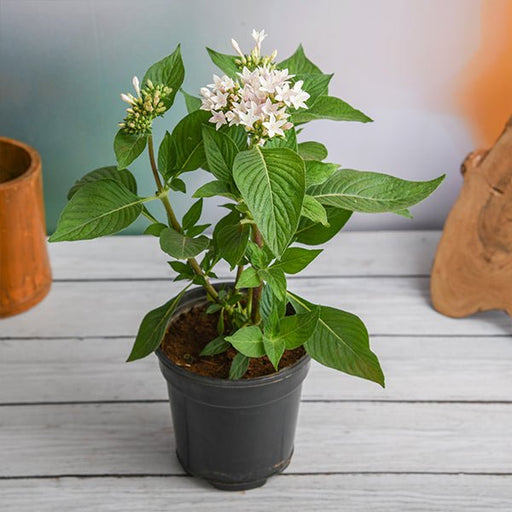 pentas (white) - plant