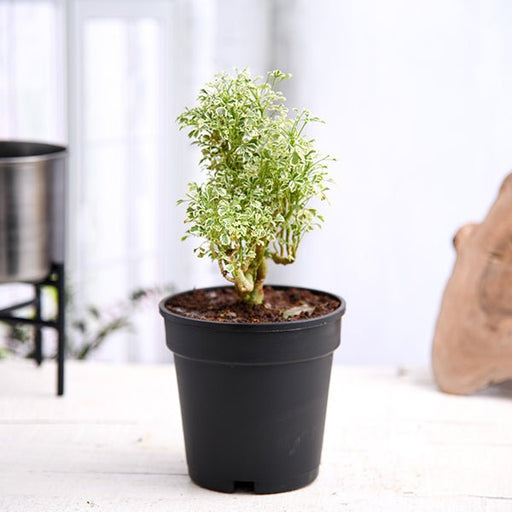 aralia miniature white - plant