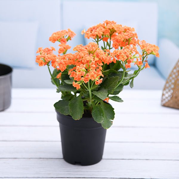 kalanchoe (orange) - plant