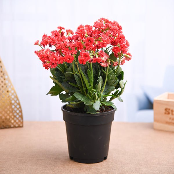 kalanchoe (red) - plant