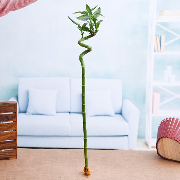 60 cm spiral stick lucky bamboo plant - plant