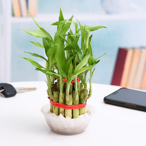 2 layer lucky bamboo plant in a bowl with pebbles - plant