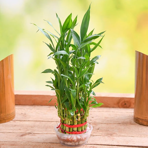 3 layer lucky bamboo plant in a bowl with pebbles - plant