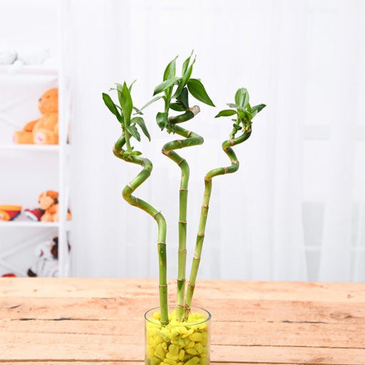 60 cm spiral stick lucky bamboo plant - plant