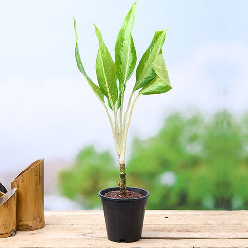 aglaonema diamond bay - plant