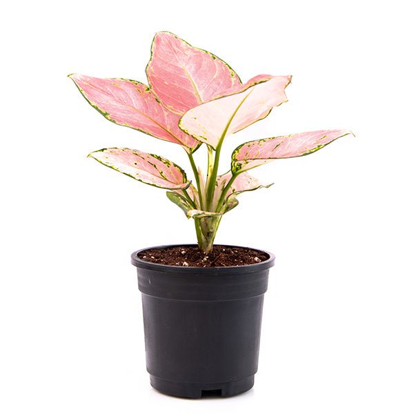 aglaonema dud anyamanee - plant