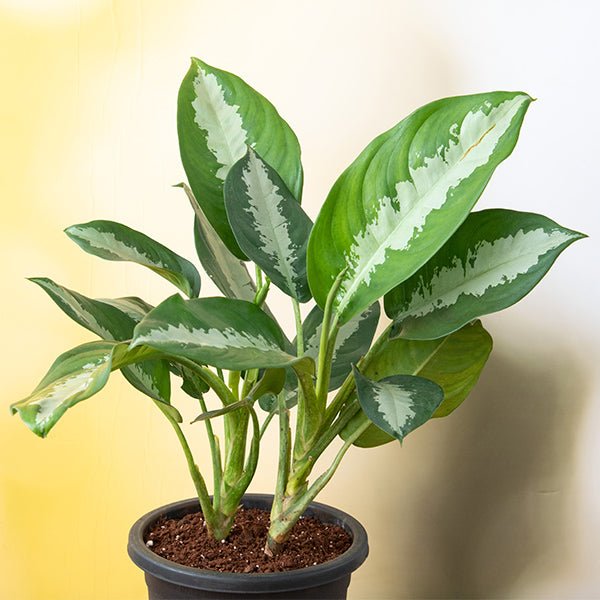 aglaonema jubilee petite - plant