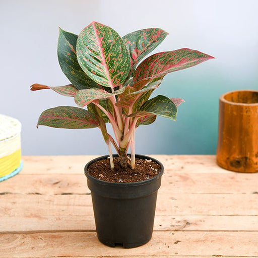 aglaonema widuri - plant