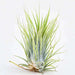 air plant - plant