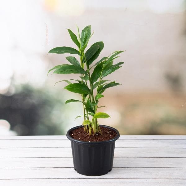 alpinia purpurata - plant