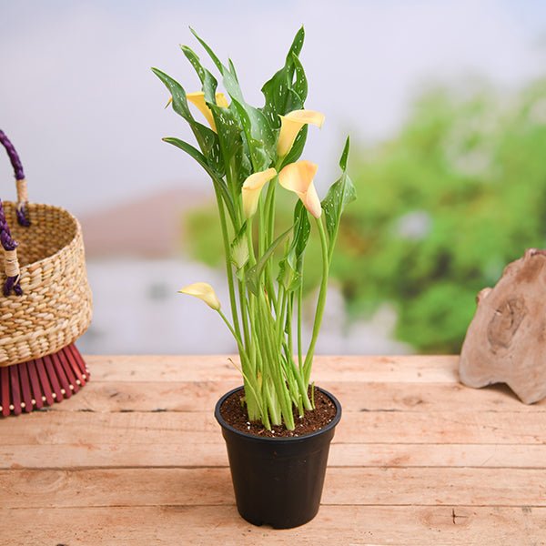 calla lily (yellow) - plant