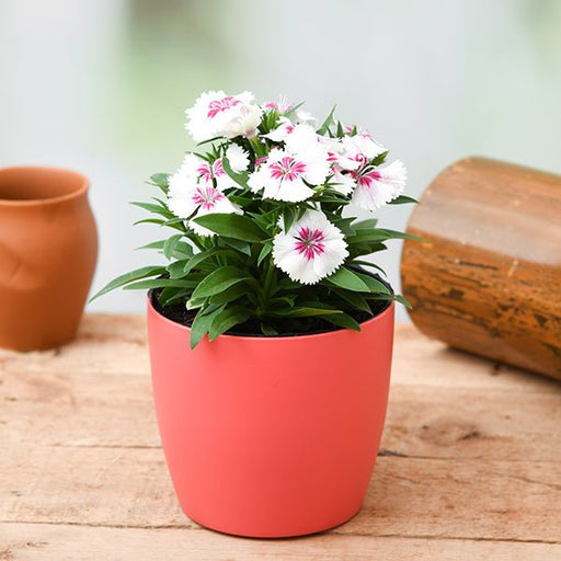 dianthus (white pink) - plant