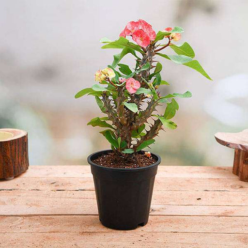 euphorbia (peach) - plant