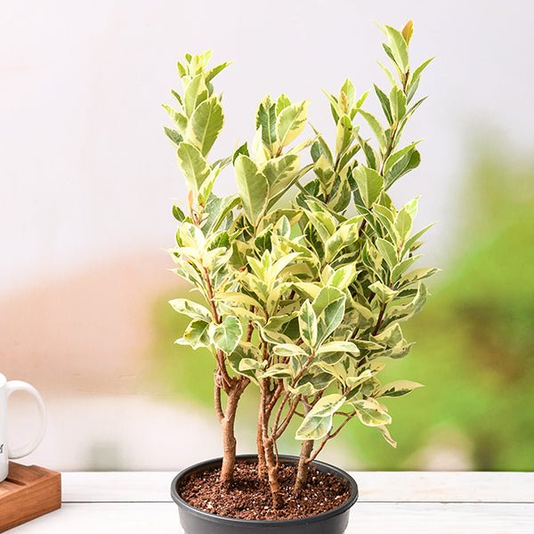 ficus safari - plant