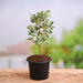 ficus triangularis variegata - plant