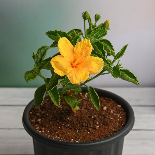 hibiscus - plant