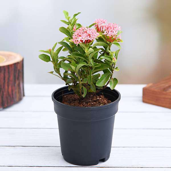 ixora mini dwarf (pink) - plant